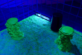 BELÉN ROMERO GUNSET